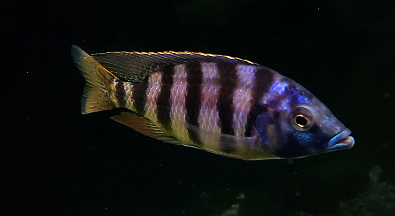 Protomelas sp. 'johnstoni solo'